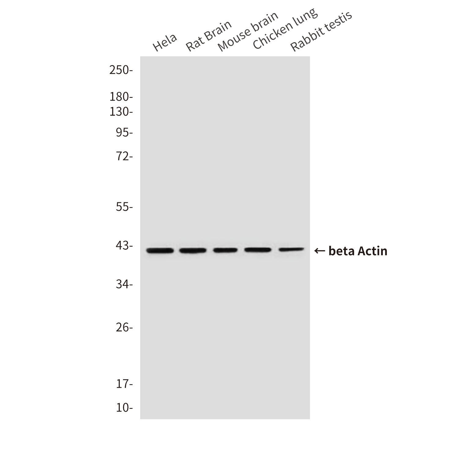 ACTB Antibody