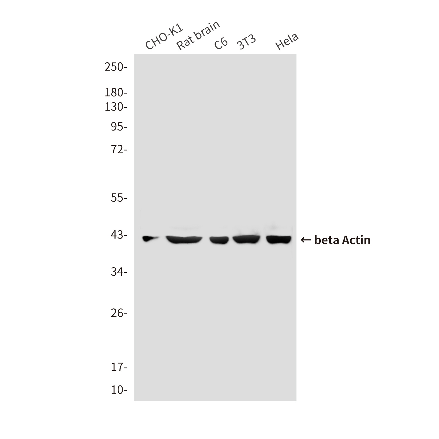ACTB Antibody