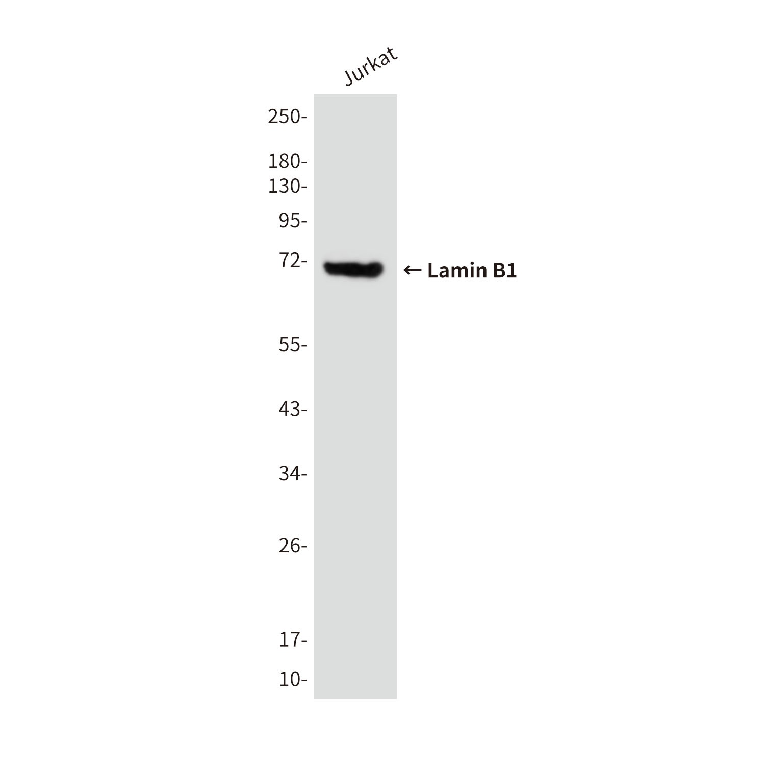 LMNB1 Antibody