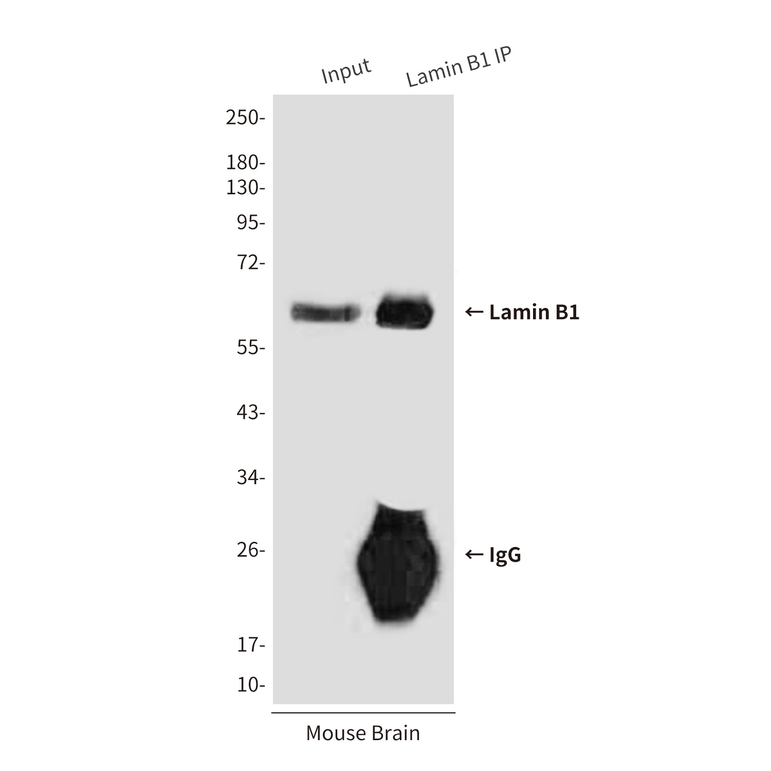 LMNB1 Antibody