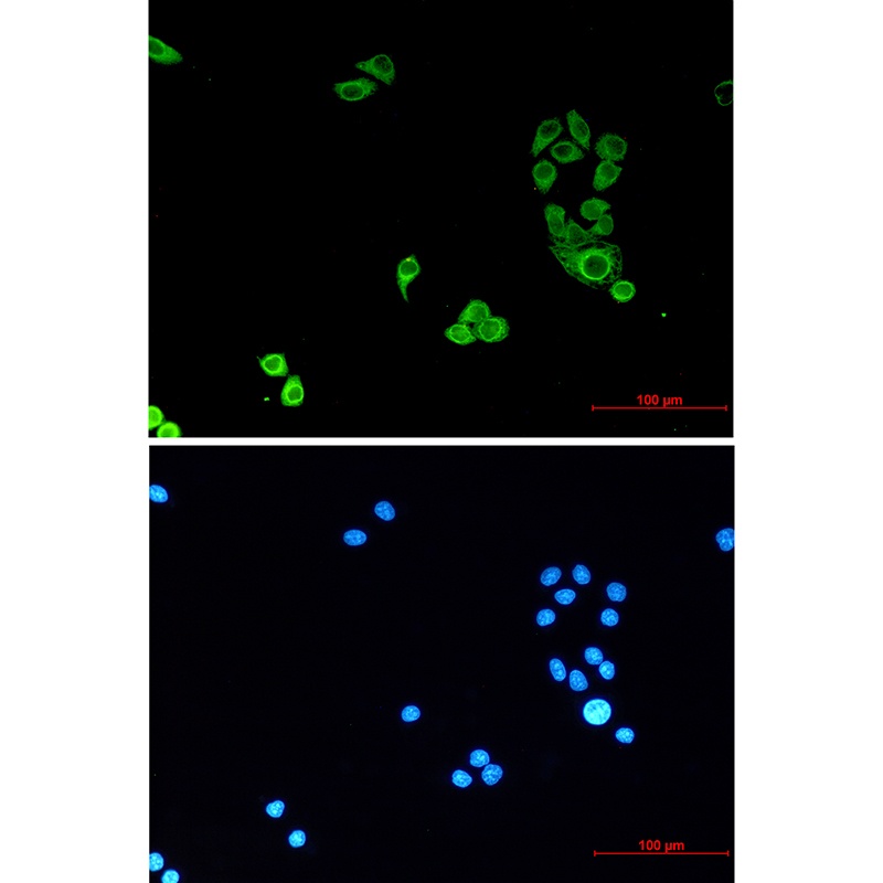 LMNB1 Antibody