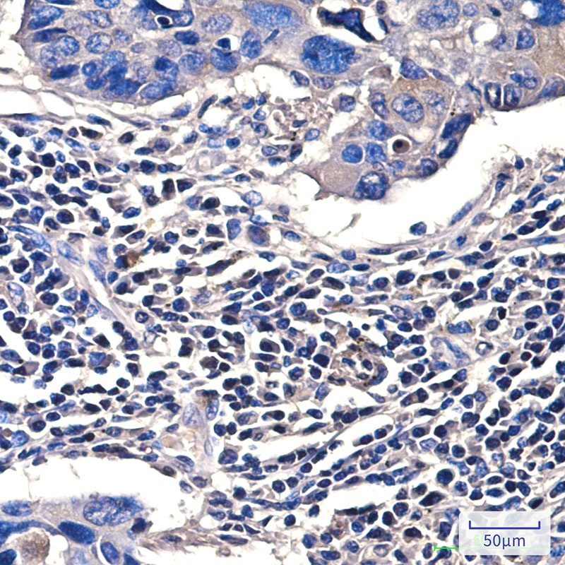 LMNB1 Antibody