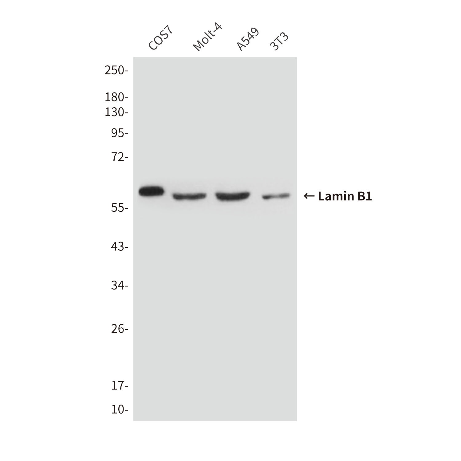 LMNB1 Antibody