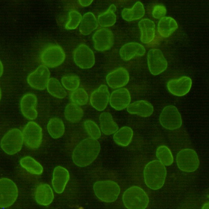 LMNB1 Antibody