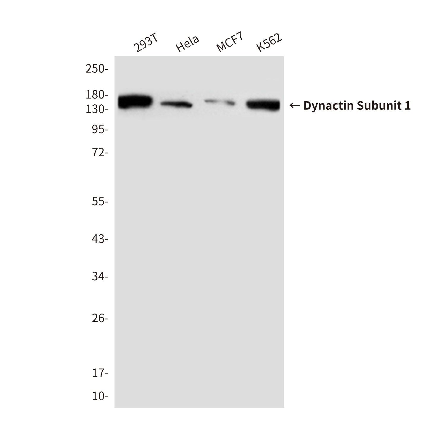 DCTN1 Antibody