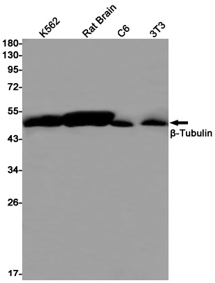 TUBB Antibody