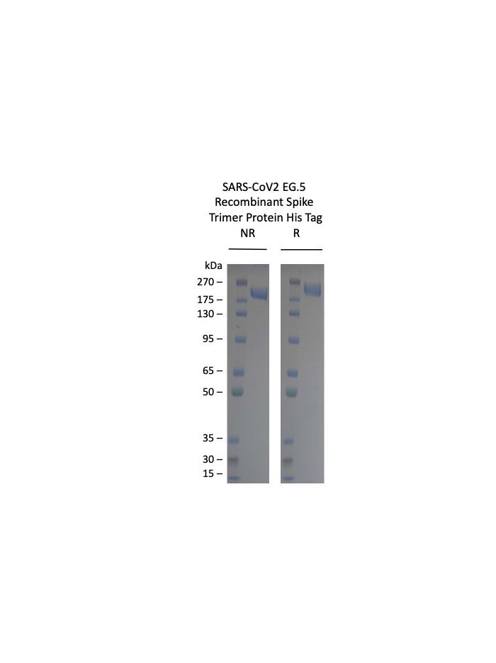 SARS-CoV-2 EG.5 Omicron Variant Recombinant Spike Trimer His Tag-20 uL (0.5 mg/mL)