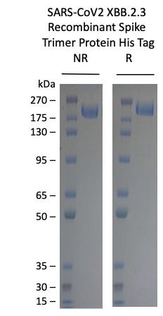 SARS-CoV-2 XBB.2.3 Omicron Variant Recombinant Spike Trimer His Tag