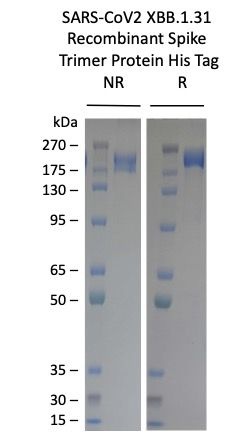 SARS-CoV-2 XBB.1.31 Omicron Variant Recombinant Spike Trimer His Tag