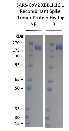 SARS-CoV-2 XBB.1.16.1 Omicron Variant Recombinant Spike Trimer His Tag