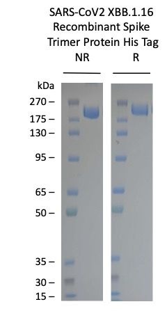 SARS-CoV-2 XBB.1.16 Omicron Variant Recombinant Spike Trimer His Tag