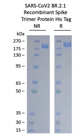 SARS-CoV-2 BR.2.1 Omicron Variant Recombinant Spike Trimer His Tag