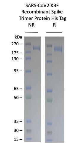 SARS-CoV-2 XBF Omicron Variant Recombinant Spike Trimer His Tag