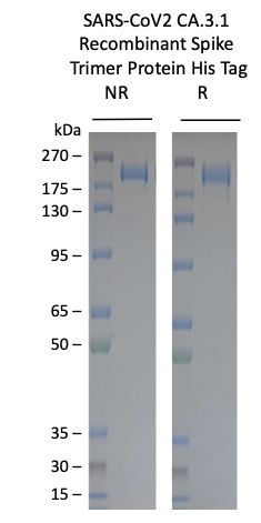 SARS-CoV-2 CA.3.1 Omicron Variant Recombinant Spike Trimer His Tag