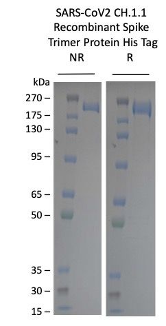 SARS-CoV-2 CH.1.1 Omicron Variant Recombinant Spike Trimer His Tag