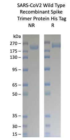 SARS-CoV-2 Wild Type Variant Recombinant Spike Trimer His Tag