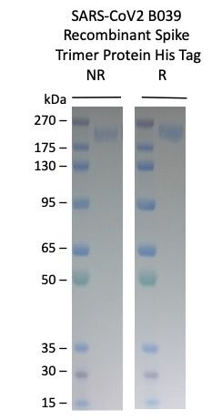 SARS-CoV-2 B039 Omicron Variant Recombinant Spike Trimer His Tag