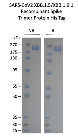 SARS-CoV-2 XBB.1.5 Omicron Variant Recombinant Spike Trimer His Tag