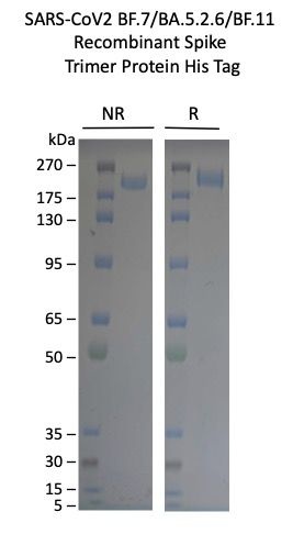 SARS-CoV-2 BF.7/BA.5.2.6/BF.11 Omicron Variant Recombinant Spike Trimer His Tag