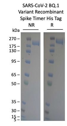 SARS-Cov-2 BQ.1 Omicron Variant Recombinant Spike Timer His Tag