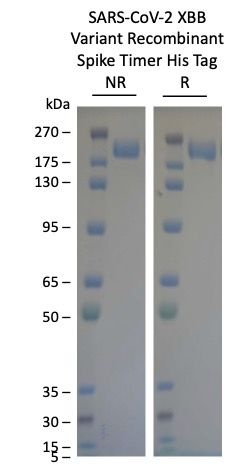 SARS-CoV-2 XBB Omicron Variant Recombinant Spike Trimer His Tag