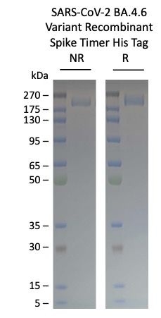 SARS-CoV-2 BA.4.6 Omicron Variant Recombinant Spike Trimer His Tag