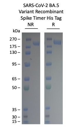 SARS-CoV-2 BA.5 Omicron Variant Recombinant Spike Trimer His Tag