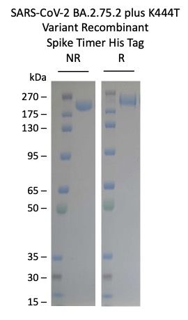 SARS-CoV-2 BA.2.75.2+K444T Variant Omicron Recombinant Spike Trimer His Tag