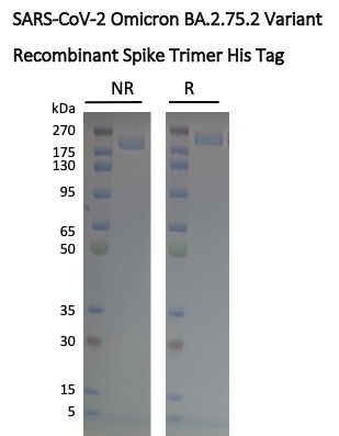 SARS-CoV-2 BA.2.75.2 Omicron Variant Recombinant Spike Trimer His Tag