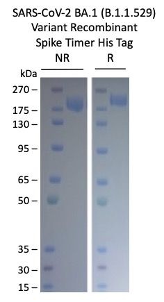 SARS-CoV-2 BA.2 (B.1.1.529) Variant Recombinant Spike Trimer His Tag