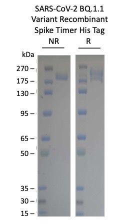 SARS-CoV-2 BQ.1.1 Omicron Variant Recombinant Spike Trimer His Tag