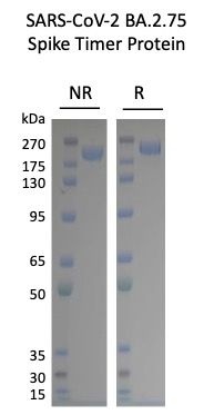 SARS-CoV-2 BA.2.75 Variant Recombinant Spike RBD His Tag-20