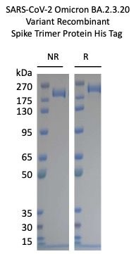 SARS-CoV-2 BA.2.3.20 Variant Recombinant Spike Trimer His Tag