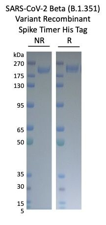 SARS-CoV-2 Beta Variant Recombinant Spike Trimer His Tag