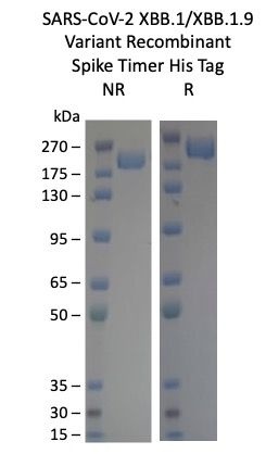 SARS-CoV-2 XBB.1 Omicron Variant Recombinant Spike Trimer His Tag