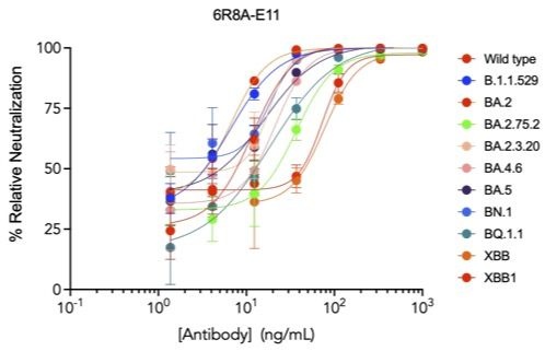 SARS-CoV-2 6R8A-E11 human neutralizing mAb