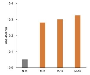 CTX-M rabbit mAb Antibody