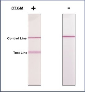 CTX-M rabbit mAb Antibody
