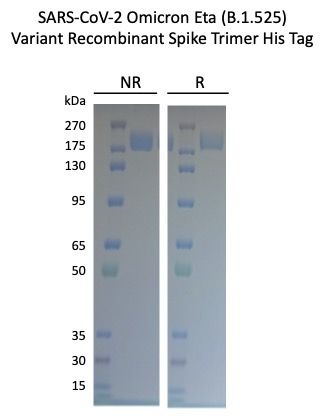 SARS-CoV-2 Eta Variant Recombinant Spike RBD His Tag