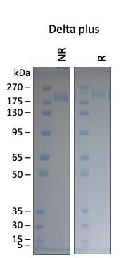 SARS-CoV-2 Delta Plus Variant Recombinant Spike Trimer His Tag