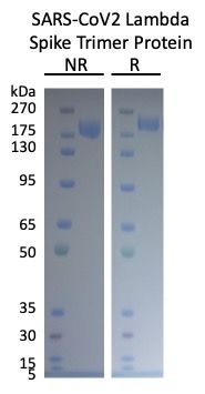 SARS-CoV-2 Lambda Variant Recombinant Spike RBD His Tag