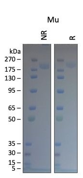 SARS-CoV-2 Mu Variant Recombinant Spike RBD His Tag