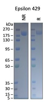 SARS-CoV-2 Epsilon 429 Variant Recombinant Spike RBD His Tag