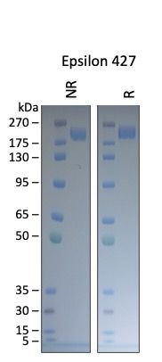 SARS-CoV-2 Epsilon 427 Variant Recombinant Spike RBD His Tag