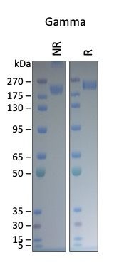 SARS-CoV-2 Gamma Variant Recombinant Spike RBD His Tag