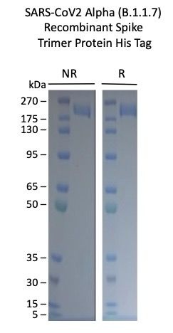 SARS-CoV-2 Alpha Variant recombinant Spike Trimer His Tag