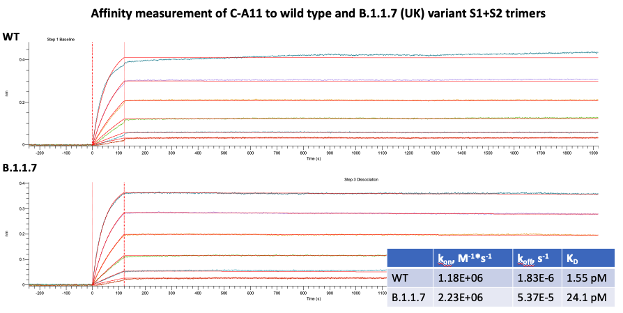 SARS-CoV-2 spike protein (RBD) neutralizing (C-A11) rabbit mAb