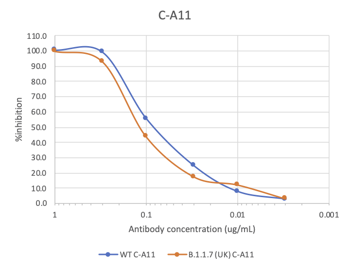 SARS-CoV-2 spike protein (RBD) neutralizing (C-A11) rabbit mAb