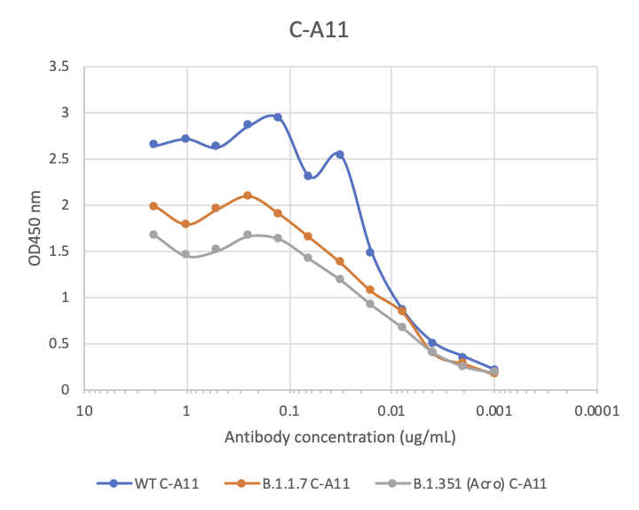 SARS-CoV-2 spike protein (RBD) neutralizing (C-A11) rabbit mAb Antibody