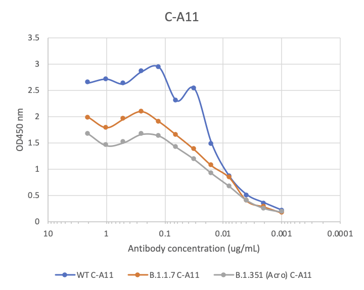 SARS-CoV-2 spike protein (RBD) neutralizing (C-A11) rabbit mAb